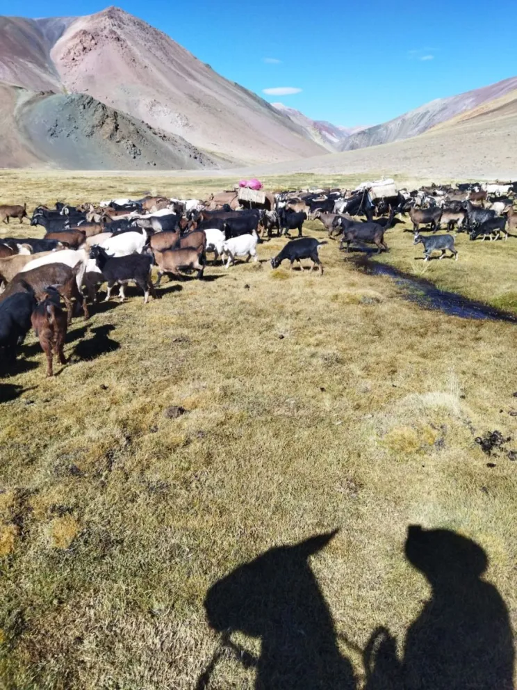 La iniciativa busca asegurar la alimentación animal y sostener la actividad productiva en sectores rurales altamente afectados por la sequía. (Foto: Archivo)