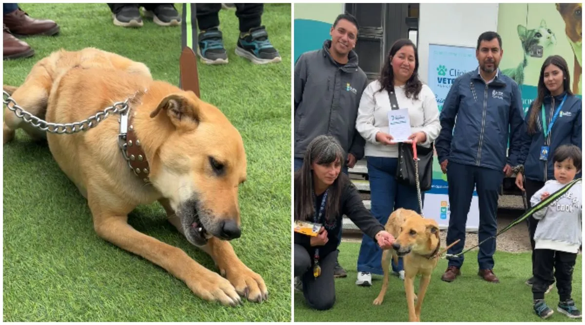Valiente de Illapel supera heridas y encuentra nuevo hogar