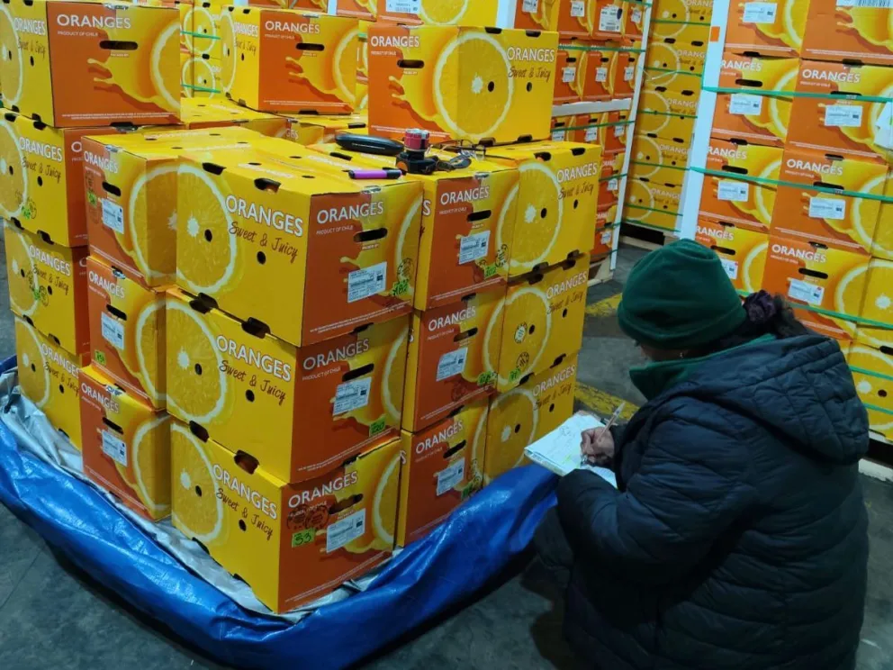 Mosca de la fruta no frena las exportaciones  y región diversifica mercados