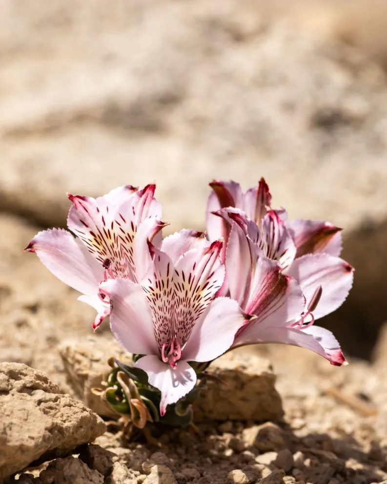 Pese a que la Alstroemeria mollensis fue descrita científicamente en 2003 por las investigadoras Mélica Muñoz Schick y Perla Brinck, aún es una flor poco conocida incluso para los habitantes de Monte Patria. (Fotos: Sebastián Aros)