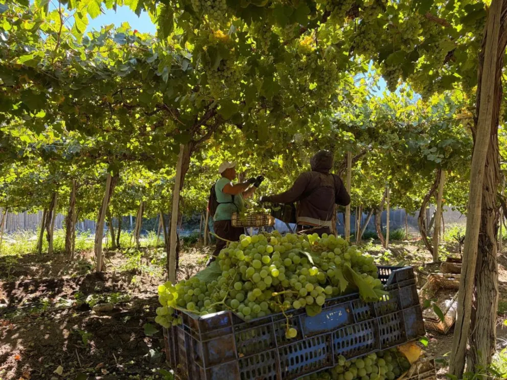 El proyecto busca identificar y caracterizar plantas que, dentro de las variedades tradicionales utilizadas para la producción de pisco, presenten una mayor tolerancia al déficit hídrico. (Foto: Cedida)