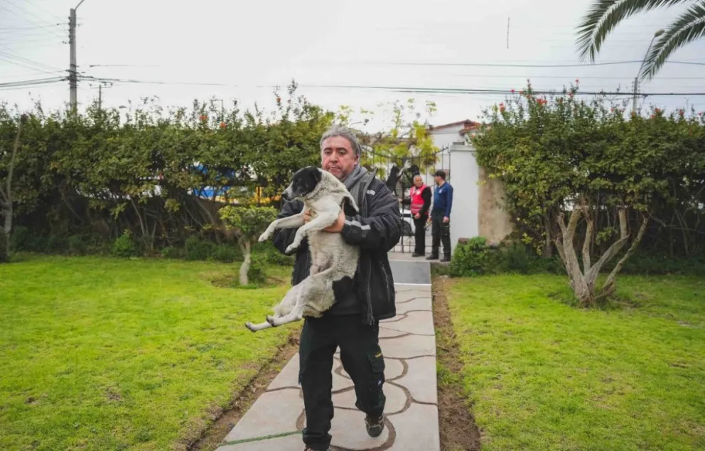 Tanto en Coquimbo como en La Serena, las autoridades y sus equipos se han preocupado de los animalitos callejeros y comunitarios para ponerlos a resguardo ante el temporal próximo a llegar. (Foto: Cedida)