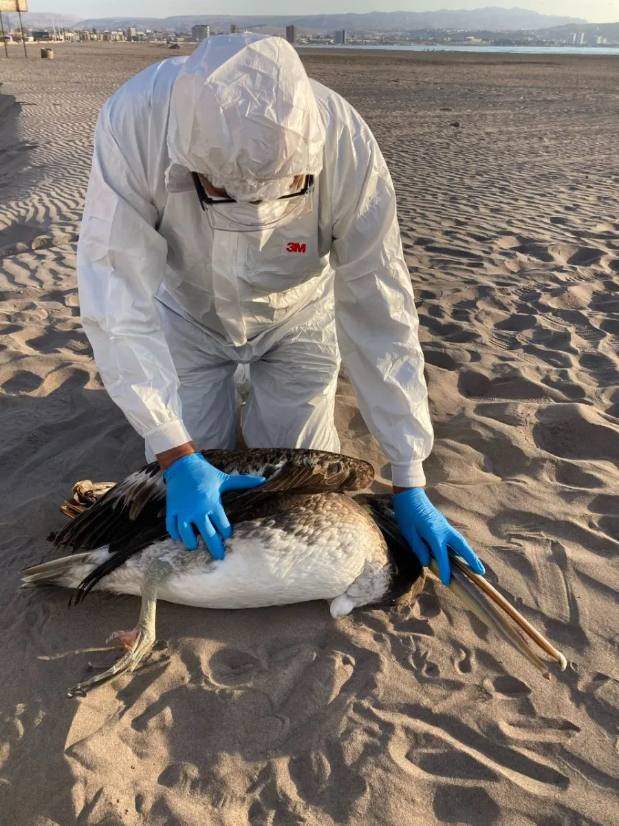 Detectan influenza aviar en gaviota silvestre Detectan influenza aviar en gaviota silvestre
