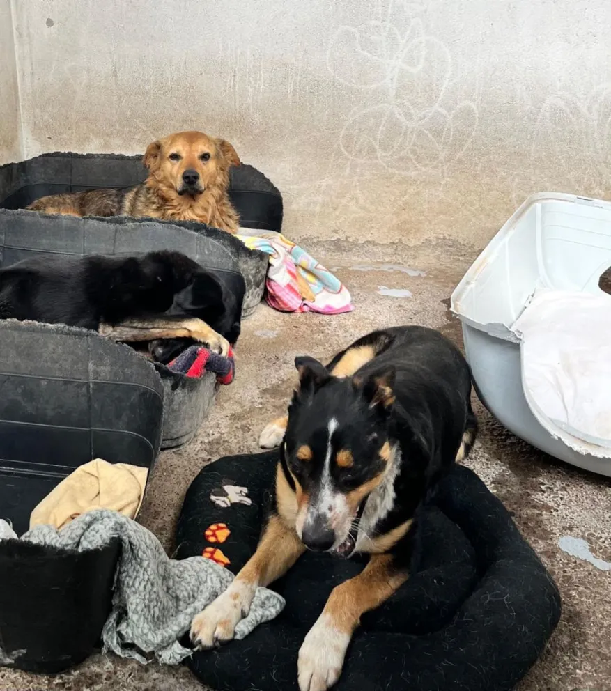 En el centro de tenencia responsable de mascotas de La Serena  se encuentran 47 perritos en custodia para su alimentación y su resguardo ante las precipitaciones.