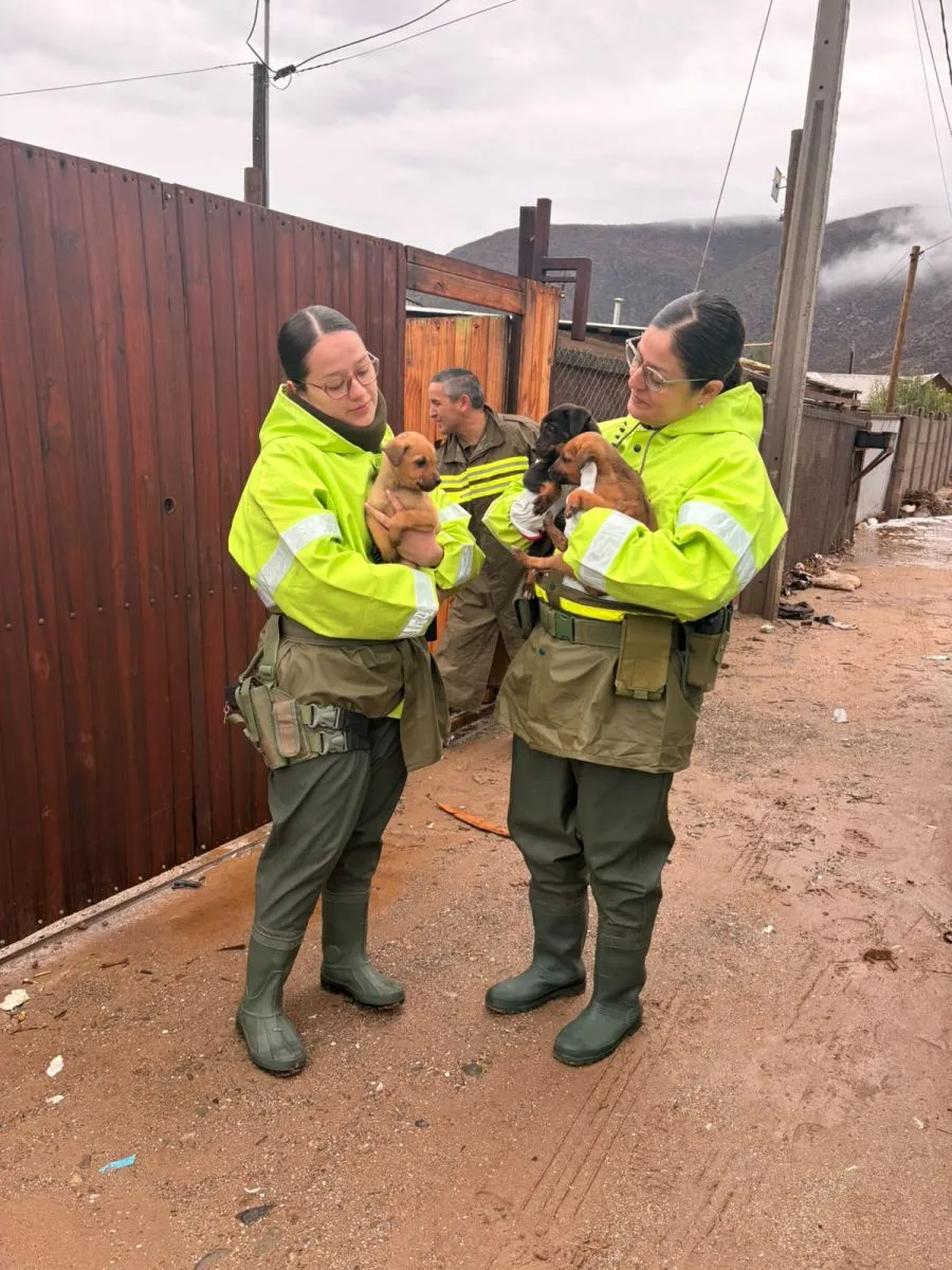 Rescate de seis perritos por Carabineros en La Rinconada del Sauce Rescate de seis perritos por Carabineros en La Rinconada del Sauce