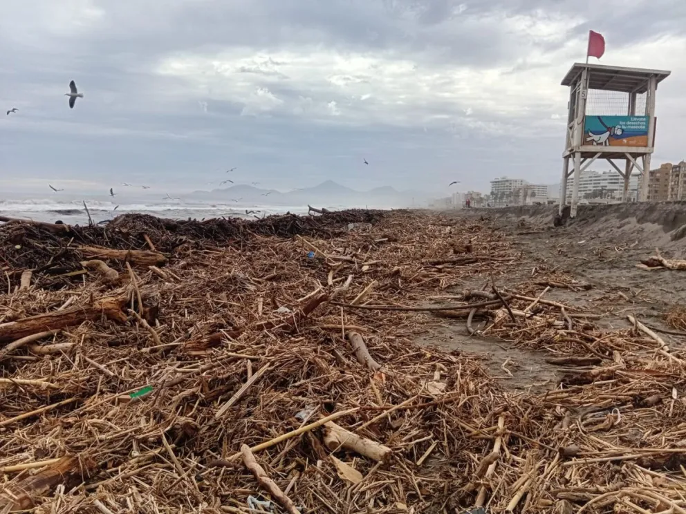 Los sedimentos, lodo y todo tipo de residuos que el río Elqui arrastró hasta la costa pone en riesgo la extracción de machas y la buena salud de los bancos del bibalbo. (Foto: Oscar Rosales)