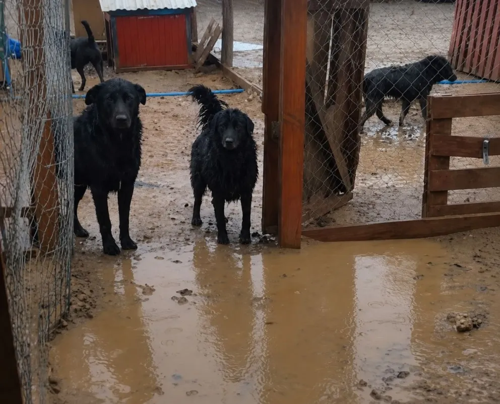Caniles afectados y espacios anegados forman parte de los daños que dejó el sistema frontal en el refugio de la Fundación Cachupines Sin Hogar. (Foto: Cedida)