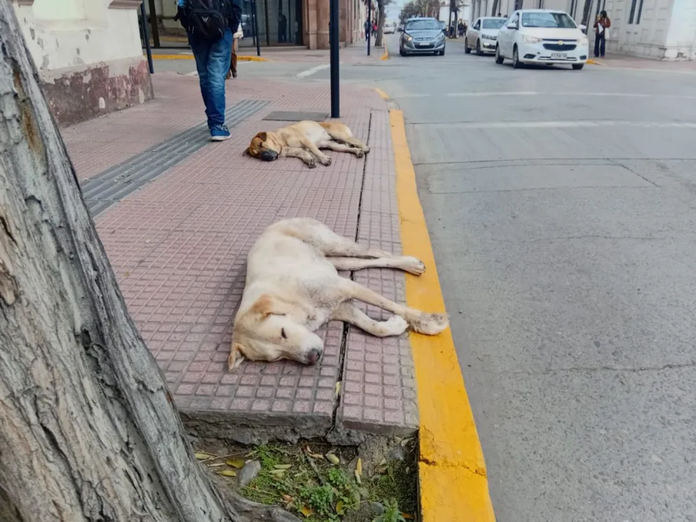 Los perros callejeros rescatados ya se encuentran en los sectores desde donde fueron llevados a lugares más seguros para capear el sistema frontal. (Foto: Oscar Rosales)