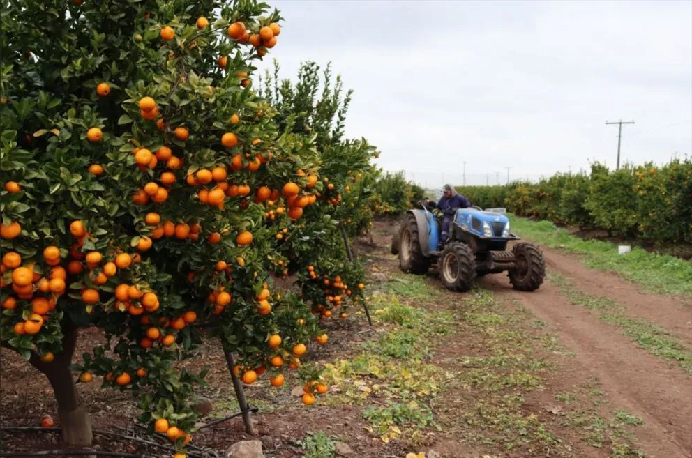 Desde el gremio regional cuestionaron el fundamento utilizado para justificar la implementación del arancel, señalando que no refleja la realidad del sector agrícola chileno. (Foto: Cedida)