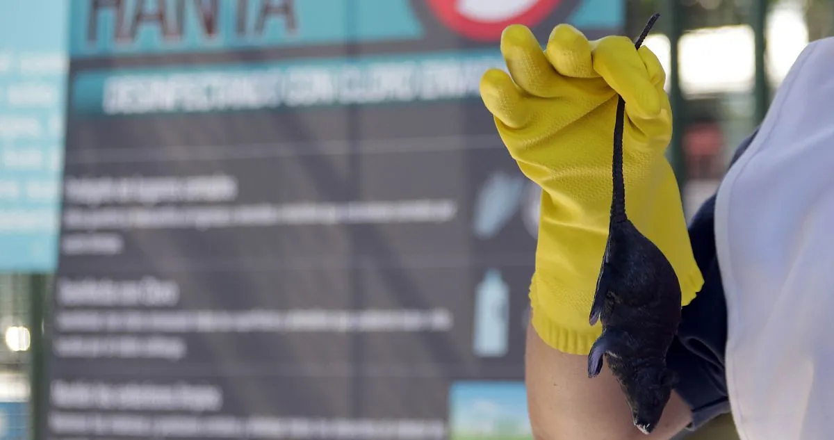Minsal declara alerta sanitaria por hantavirus: letalidad llegó a 39%