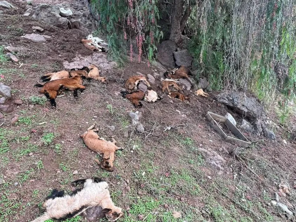 Caprinos y algunos ovinos, principalmente, han sido reportados como muertas tras el paso del sistema frontal. (Foto: Cedida)