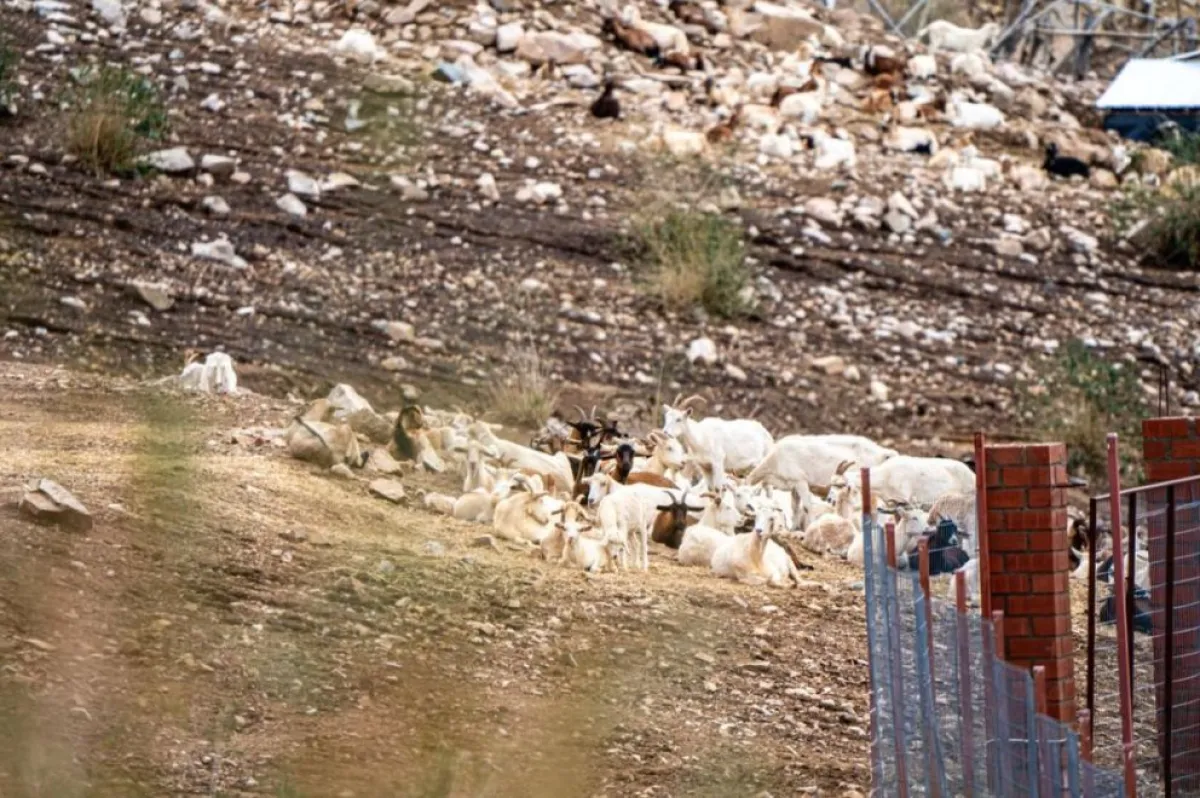 Crisis ganadera regional: muerte de animales se agrava Crisis ganadera regional: muerte de animales se agrava