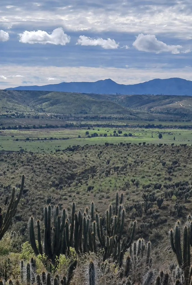 Las lluvias de julio transformaron el paisaje en sectores de Barraza, comuna de Ovalle. (Foto: Cedida)