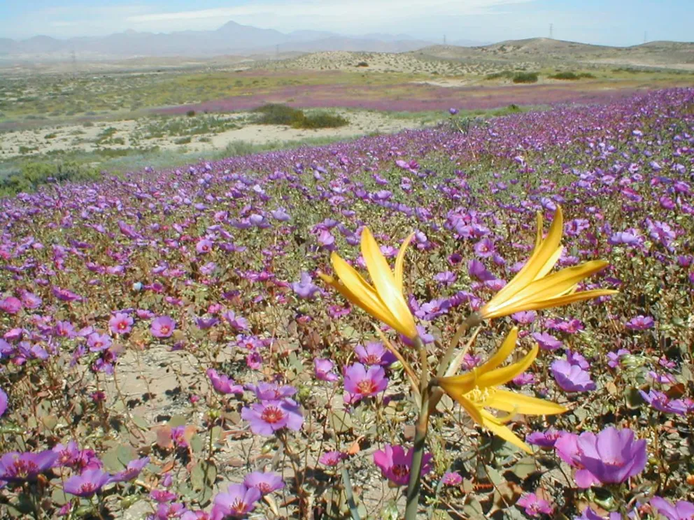 Con floraciones récord podría presentarse este año el desierto florido, debido a las intensas precipitaciones que se han registrado. (Foto: Cedida)