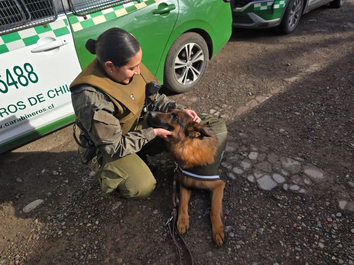 Nuevo integrante canino de Carabineros en La Serena Nuevo integrante canino de Carabineros en La Serena