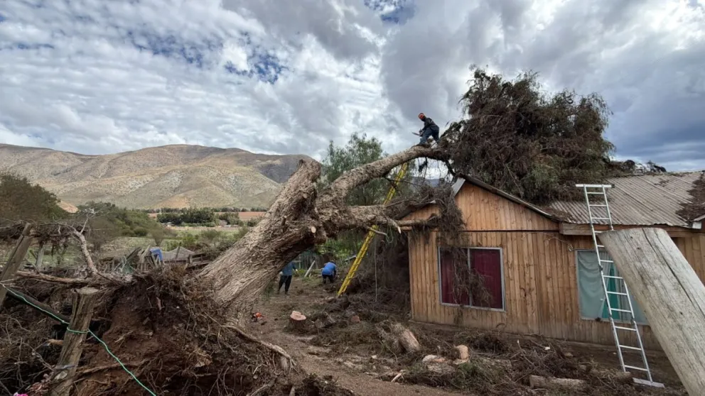 Hasta el sector de San Carlos, en Vicuña, llegaron equipos municipales para apoyar a una familia cuya vivienda resultó afectada por la caída de un árbol producto de los fuertes vientos registrados en la comuna. (Foto: Cedida)