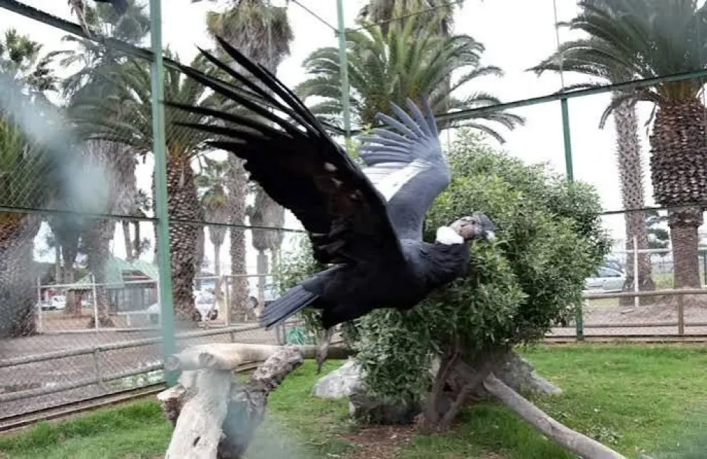 Los cóndores que permanecen en el Parque Pedro de Valdivia serán derivados la próxima semana a un bioparque de la capital. (Foto: El Día)