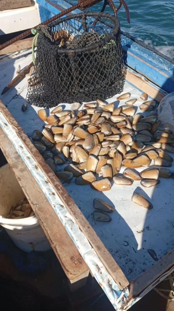 La macha es un recurso protegido en los bancos naturales del litoral. Tras un mes sin poder extraer, este viernes los macheros volvieron al mar. (Foto: Cedida)