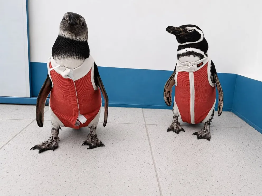 Originalmente pensados para perros y gatos, los bodys terapéuticos se han transformado en verdaderos aliados para la recuperación de los pingüinos. (Foto: Conservación Humboldt)