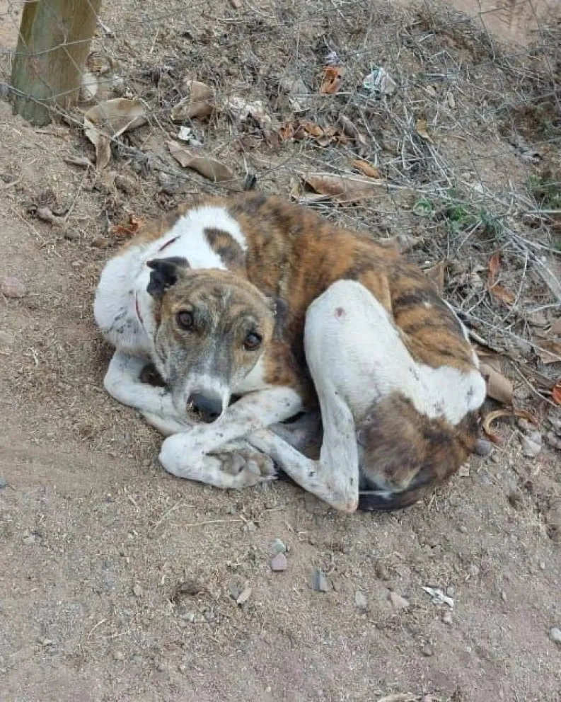 Desde la Fundación Paz Animal aseguran que reciben decenas de denuncias por perros que son abandonados. (Foto: Cedida)