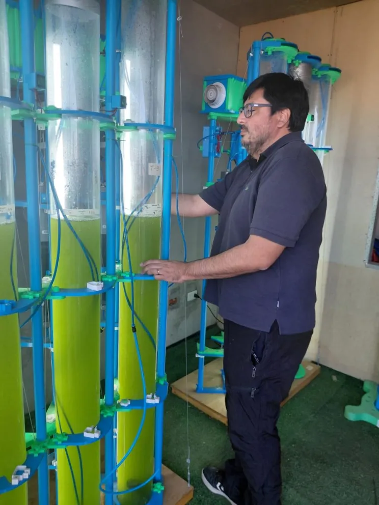 La startup desarrolló fotobiorreactores especialmente diseñados para reproducir el cultivo de la microalga. (Foto: Cedida)