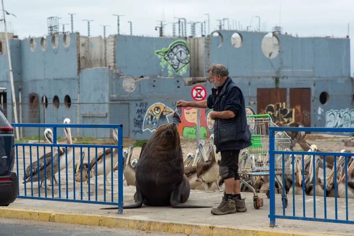 Aumentan varamientos de lobos marinos en la región