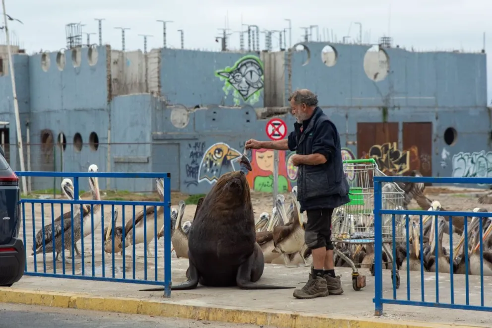 El vecino de Coquimbo, Sergio Antonio Valenzuela, asegura que ha observado algunos ejemplares de lobos marinos en malas condiciones en el sector de la caleta.
