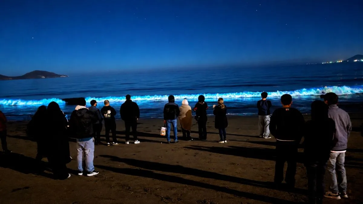 Bioluminiscencia: oportunidad para turismo en región Bioluminiscencia: oportunidad para turismo en región