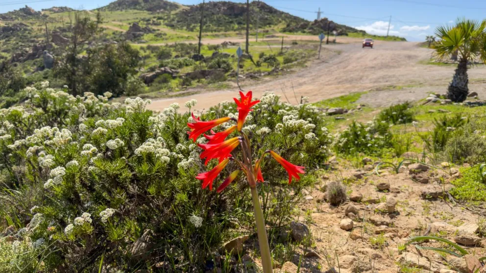 Este año el Desierto Florido podría extenderse incluso hasta la Región de Tarapacá. (Fotografía: Cristian Silva)