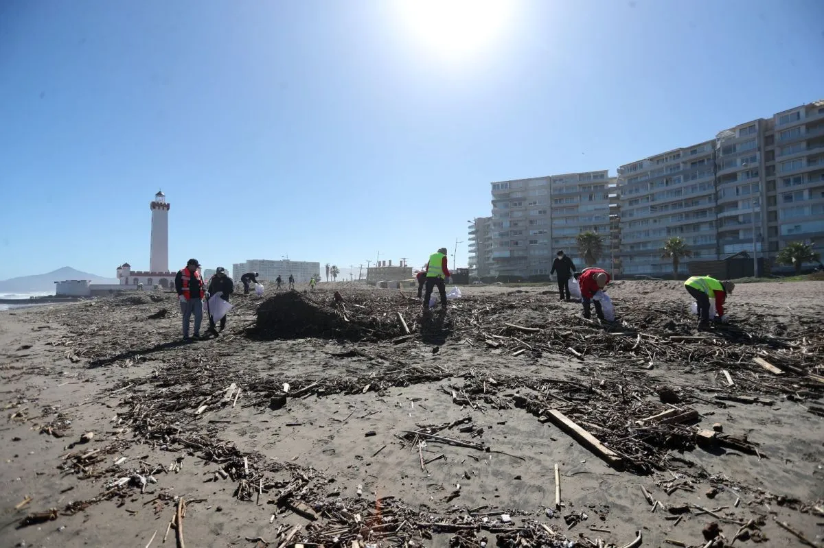 Avance en la recuperación de playas de La Serena con limpieza manual Avance en la recuperación de playas de La Serena con limpieza manual