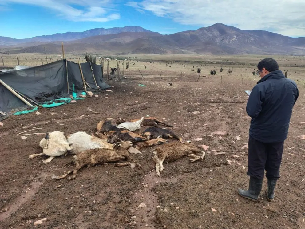 El temporal dejó pérdidas de animales e importantes daños en predios de crianceros de distintos sectores rurales del Limarí. (Foto: Cedida)