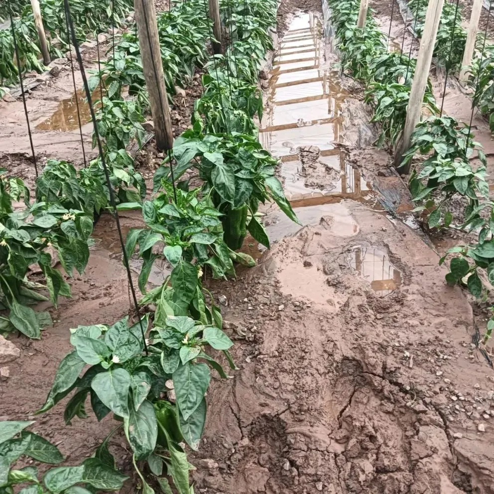 Hasta el momento, el principal problema que han debido enfrentar numerosos predios ha sido el barro y el exceso de humedad que dejó el temporal. (Foto: Cedida)