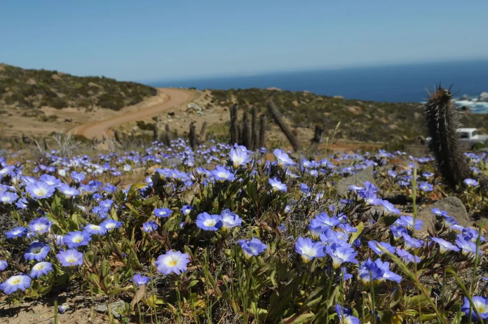 La recomendación es observar y fotografiar sin cortar flores ni extraer plantas, para proteger la reproducción natural de las especies.