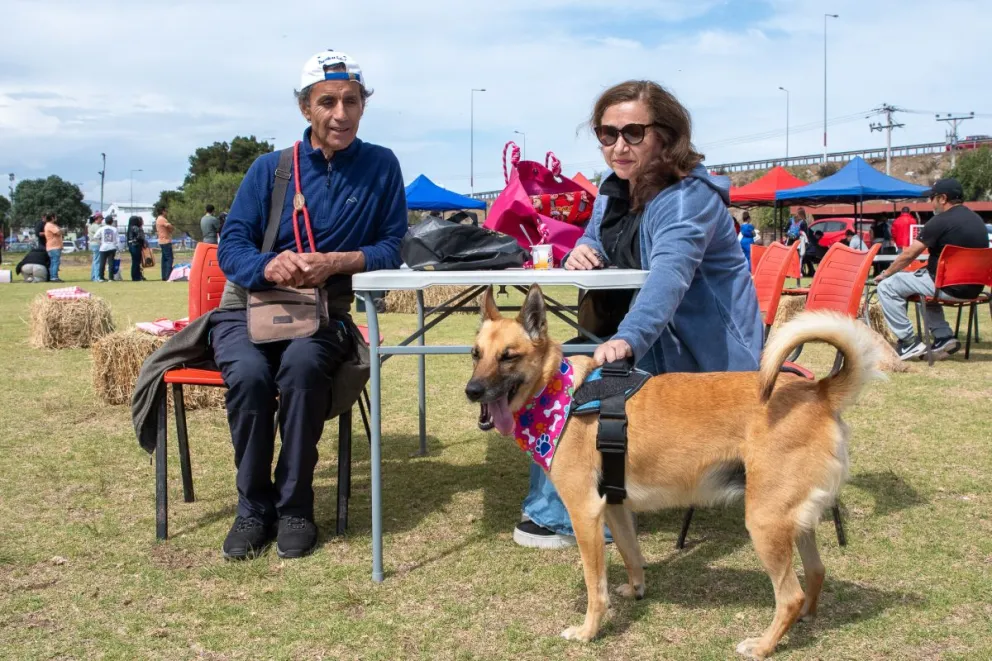 En lo que va de 2026 se contabilizan 11.246 registros de mascotas según datos de la Subdere. (Fotografía: Cristian Silva)
