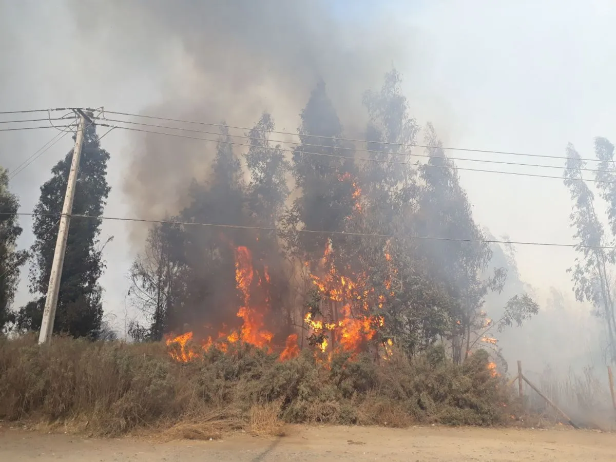 Preocupación por incendios en Limarí ante mayor presencia de pastizales