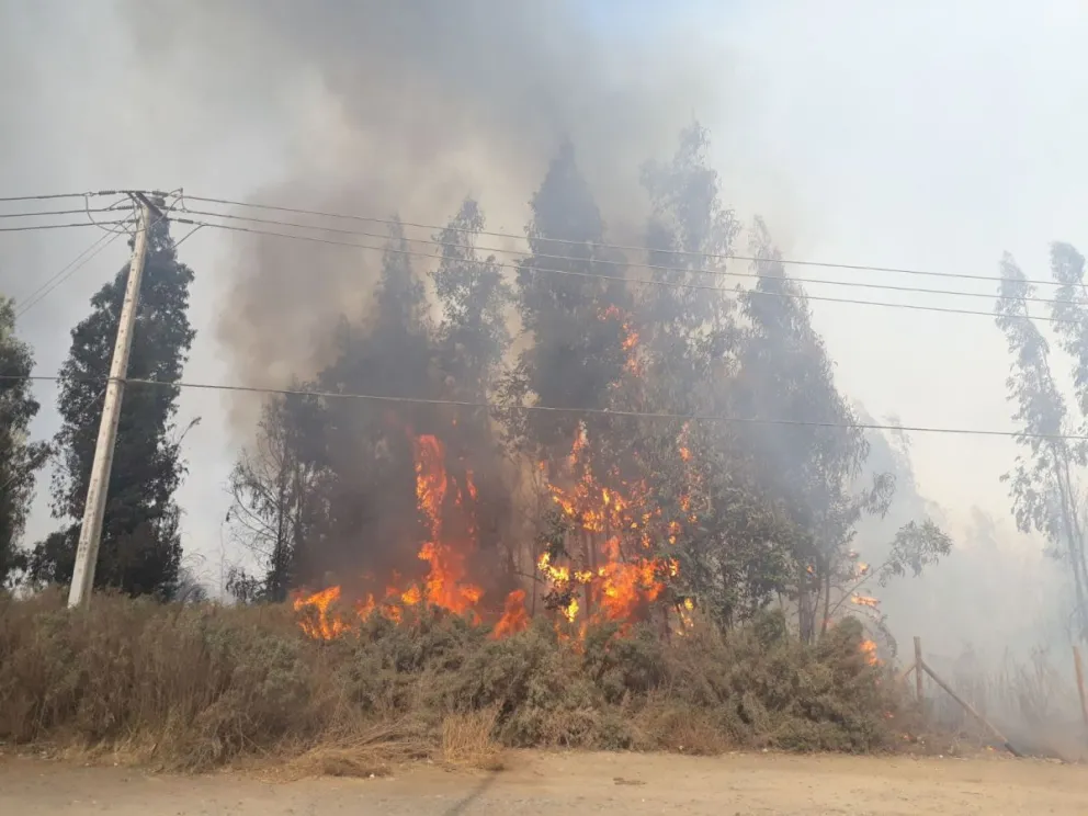 La abundante presencia de pastizales tras las lluvias mantiene en alerta a los organismos de emergencia de cara a la próxima temporada de incendios. (Foto: Cedida)