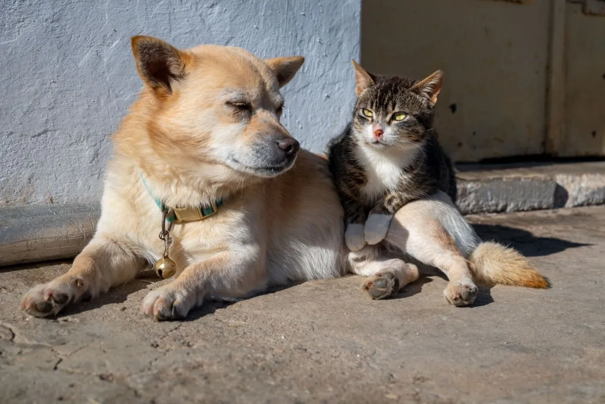 18 mil mascotas serán esterilizadas en la región este año