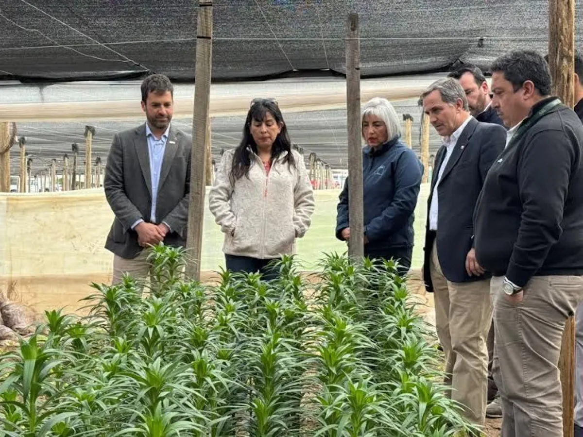 Productores podrán acceder por un año más a seguro por la mosca de la fruta