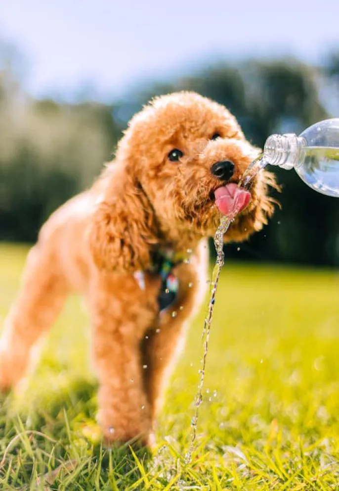 Ante cualquier señal de malestar de las mascotas, la recomendación es acudir a un veterinario. (Foto: Cedida)