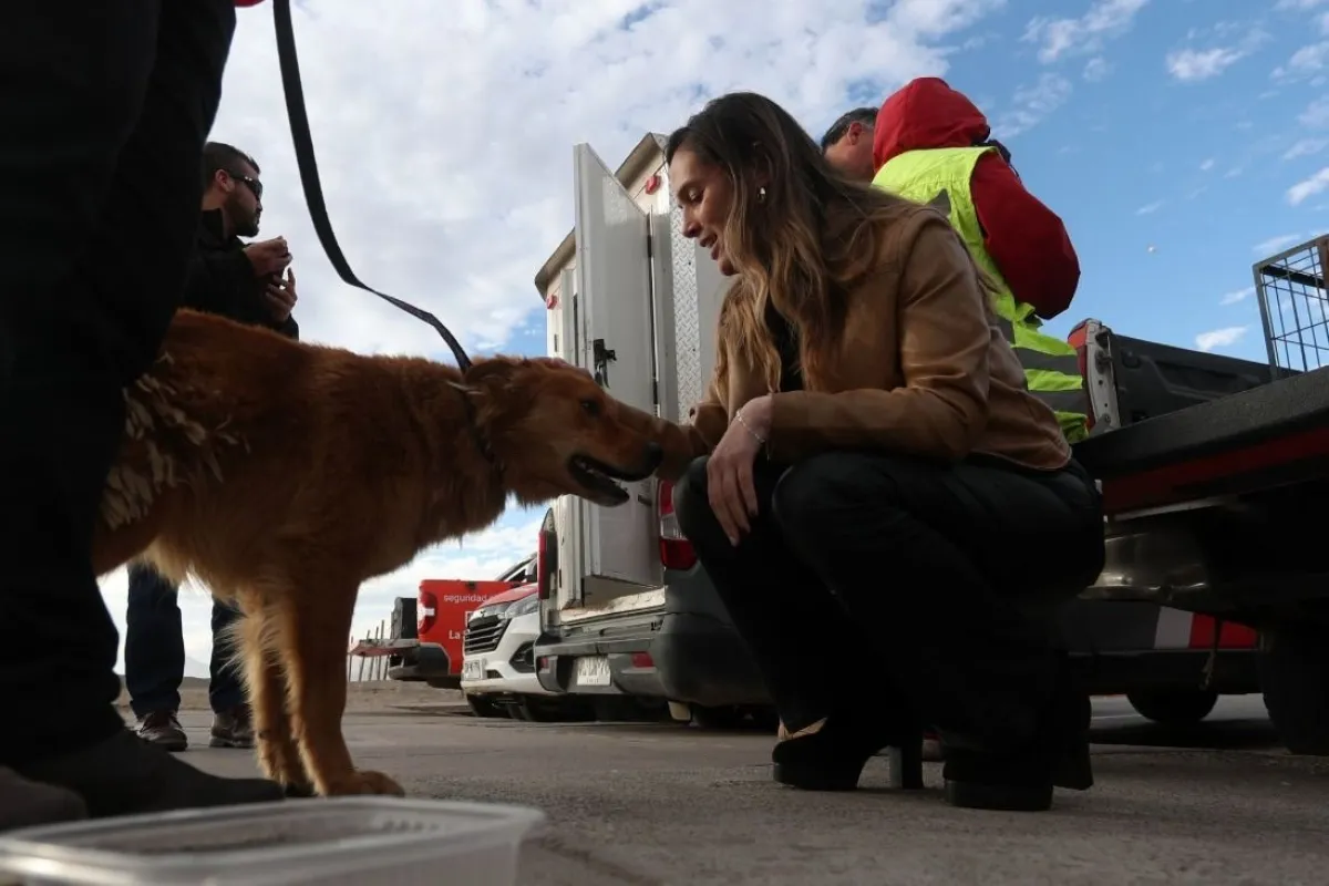 La Serena impulsa ordenanza contra carreras de perros La Serena impulsa ordenanza contra carreras de perros