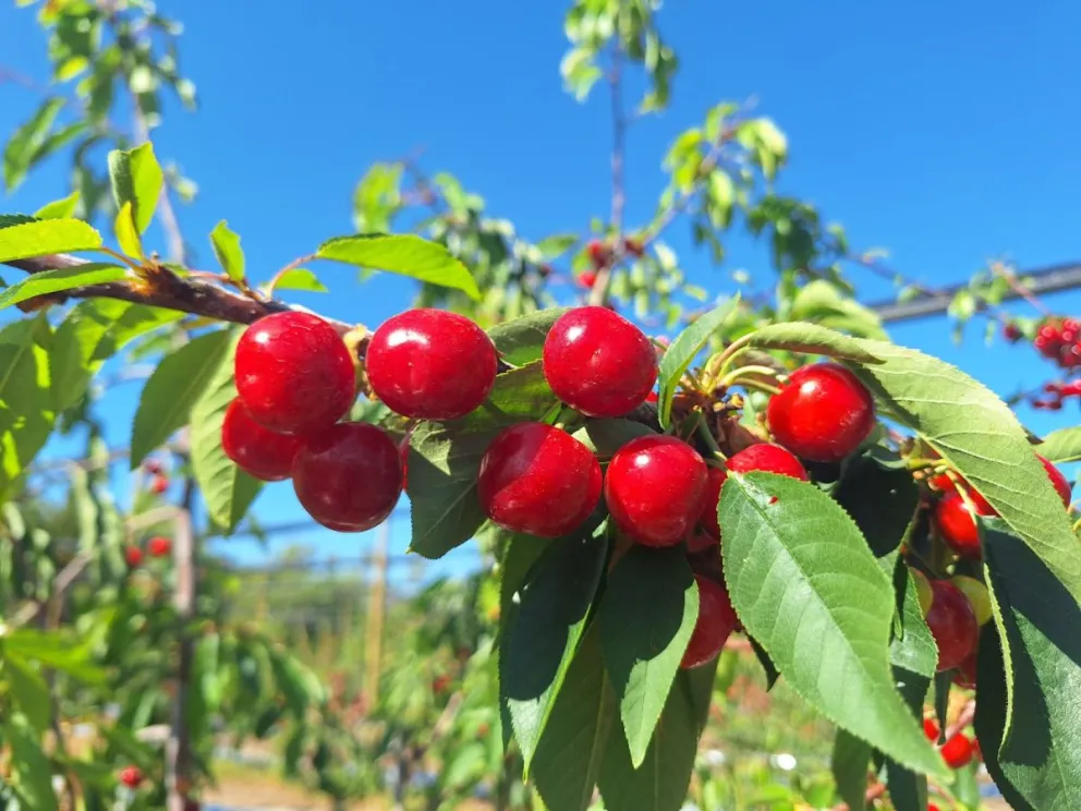 Productores y especialistas se reunieron en Punitaqui para abordar los manejos necesarios para avanzar en una producción sostenible de cerezas primores en condiciones semiáridas.