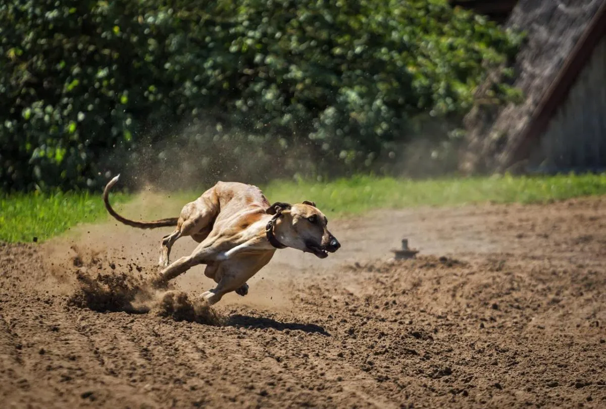 La Serena prohíbe carreras de perros en paso histórico La Serena prohíbe carreras de perros en paso histórico