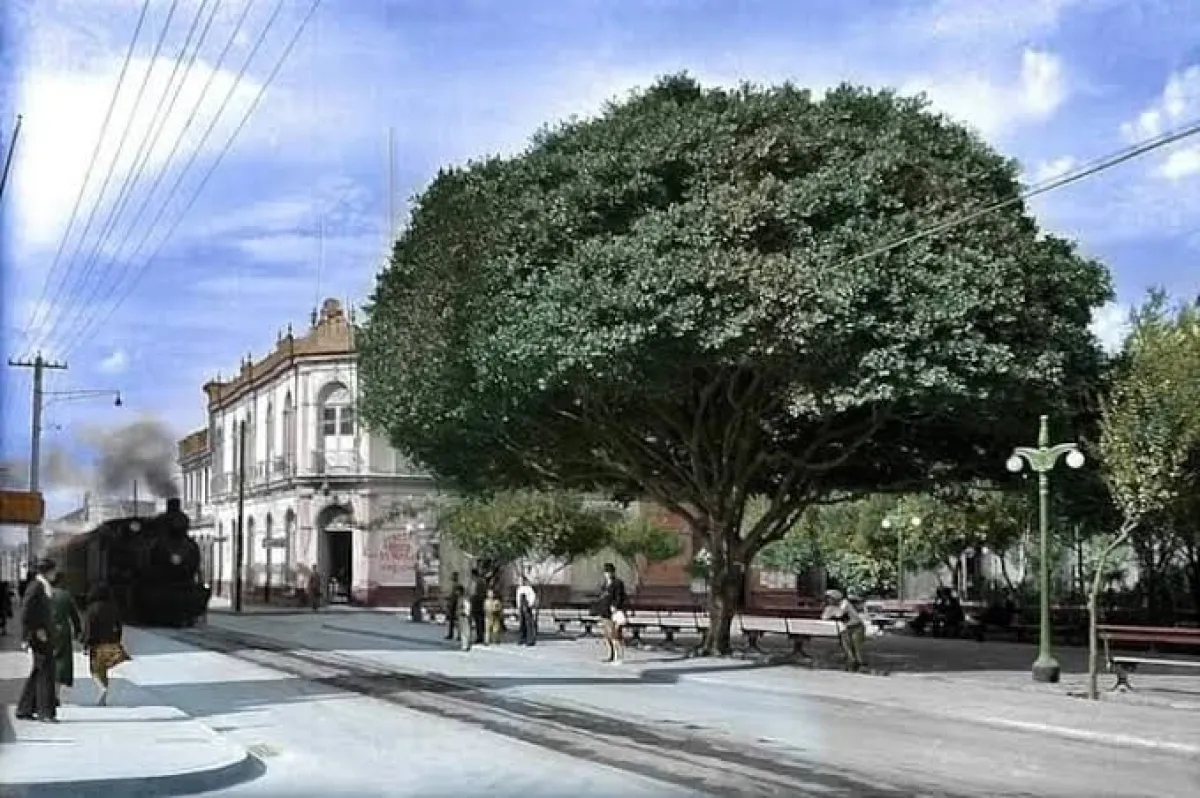 Historia del árbol de la Plaza de Armas de Coquimbo