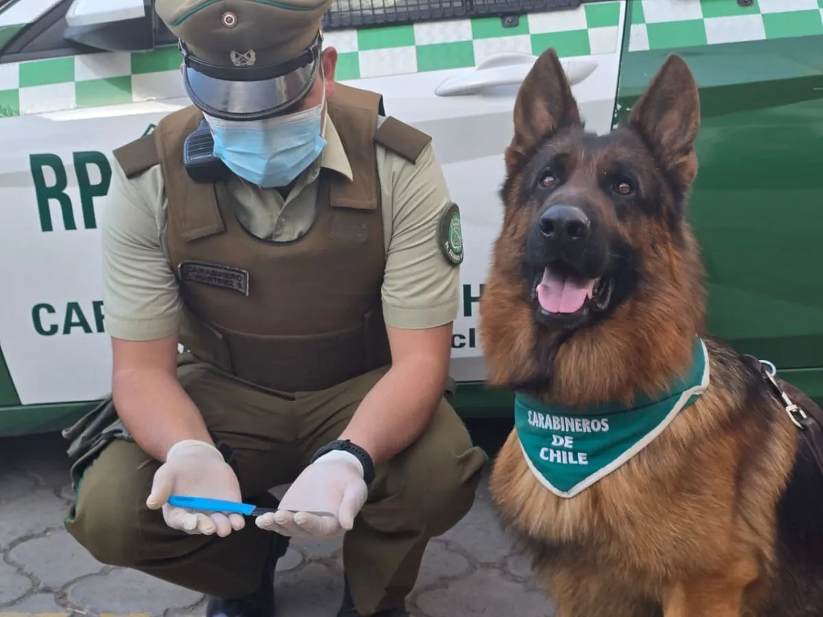Perro policial Urán apoya detención en La Serena Perro policial Urán apoya detención en La Serena