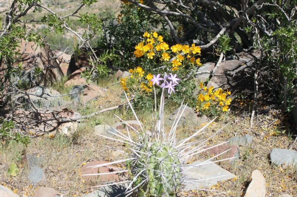 Alta floración de especies nativas en Coquimbo