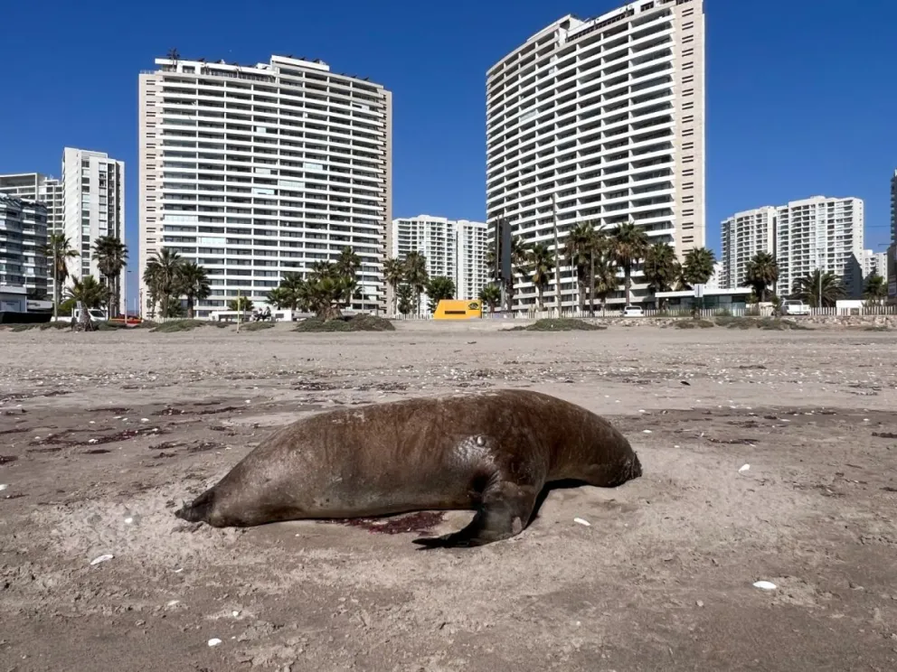 El lugar con mayores hallazgos de animales muertos es la costa de Coquimbo, La Serena y Los Vilos.  (Foto: El Día)