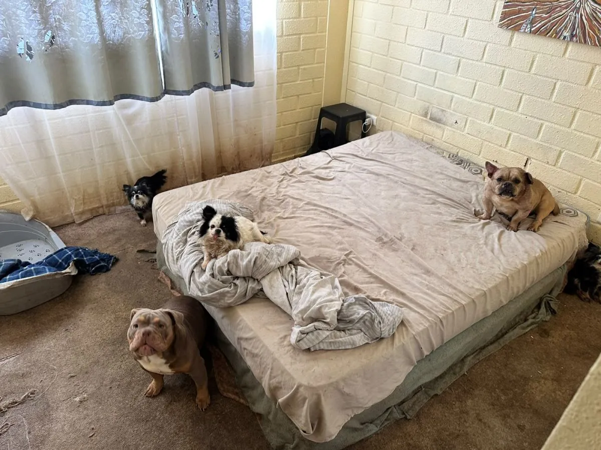 Rescatan 16 perritos de criadero clandestino en Coquimbo Rescatan 16 perritos de criadero clandestino en Coquimbo
