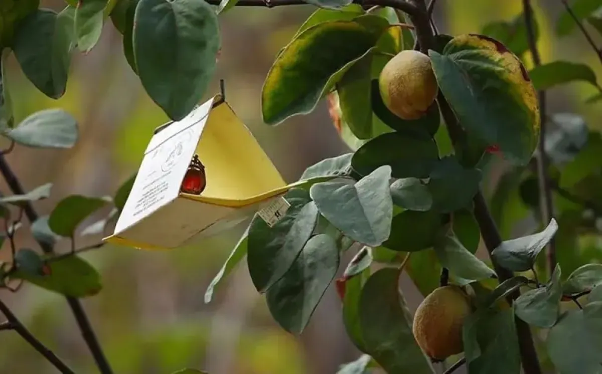 Prioridad operativa nacional: batalla contra la mosca de la fruta Prioridad operativa nacional: batalla contra la mosca de la fruta