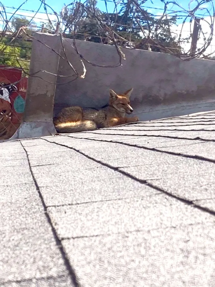 Un zorro chilla fue avistado en la zona urbana de Ovalle, lo que ha hecho surgir la idea de crear un centro de atención de animales silvestres. (Foto: Cedida)