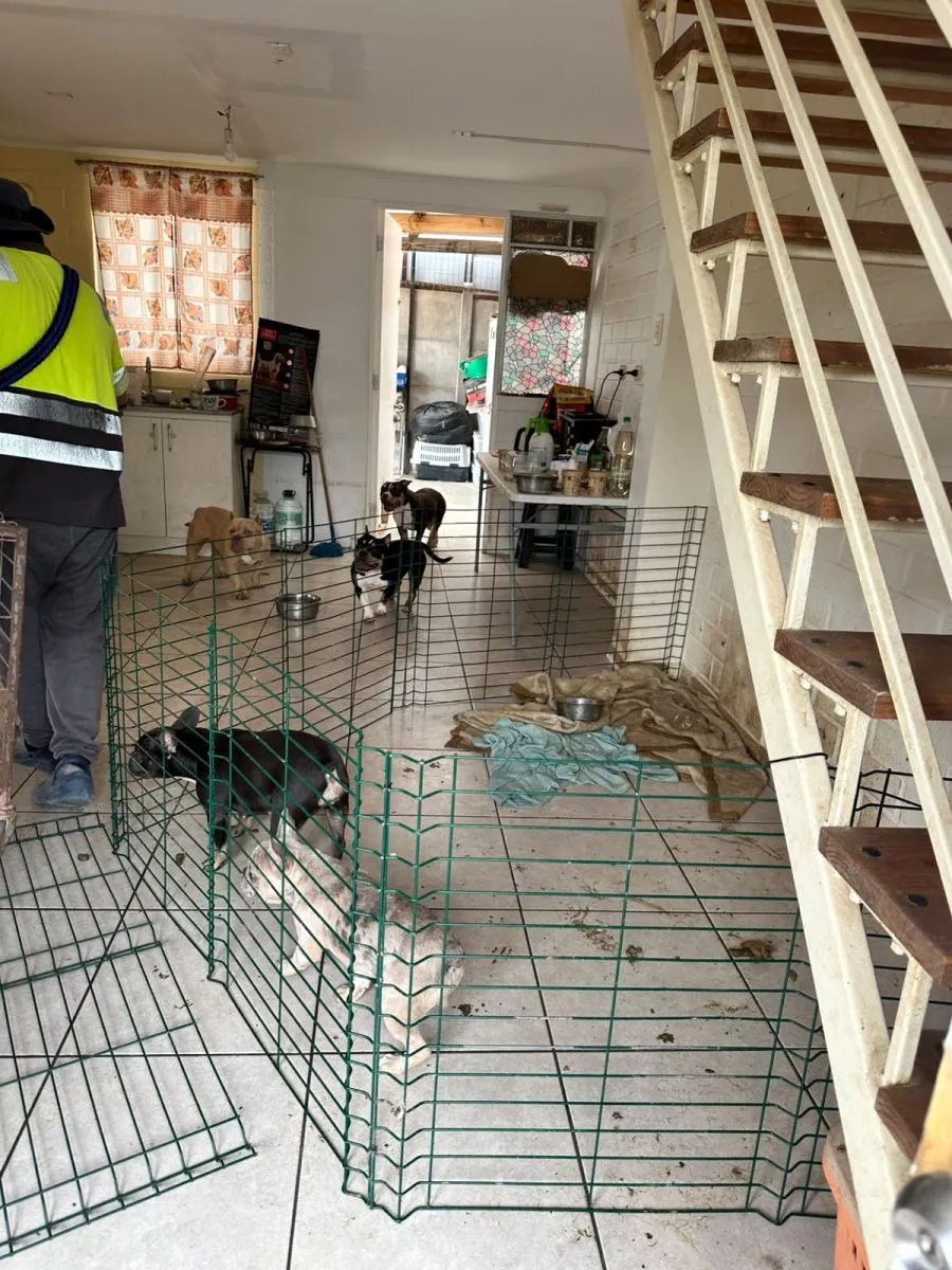 16 bulldogs rescatados de criadero clandestino en evaluación veterinaria 16 bulldogs rescatados de criadero clandestino en evaluación veterinaria